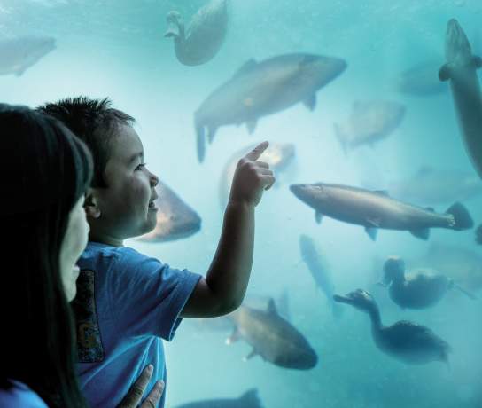 Mum and son looking at ducks, fish and eels in an underwater observatory