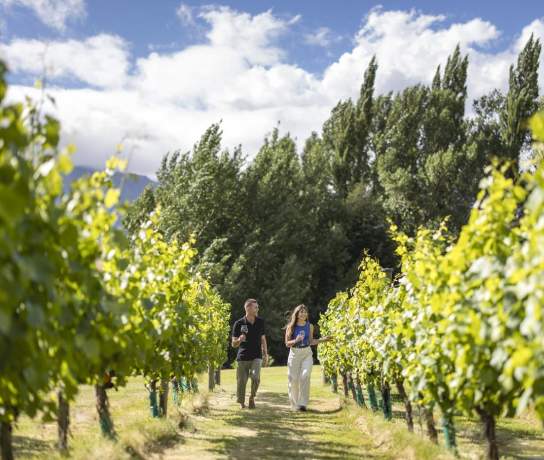 A couple walking down a row of vines at Amisfield