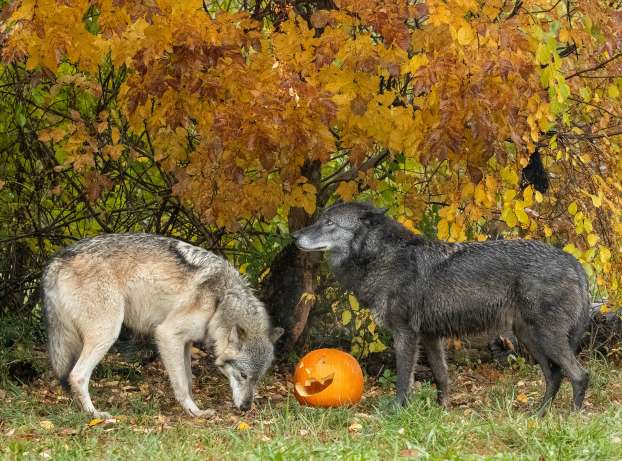 Wolf Park Fall