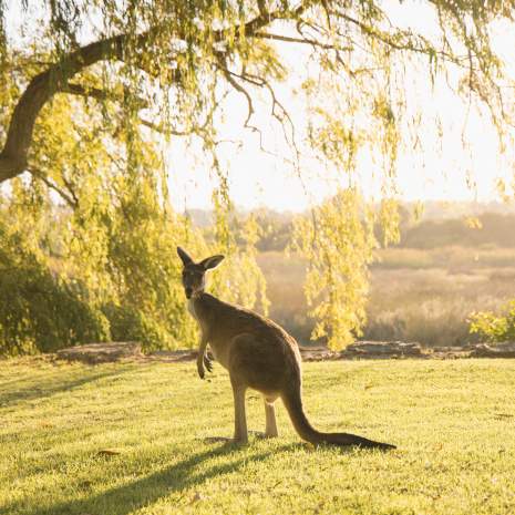 Yanchep National Park Kangaroos