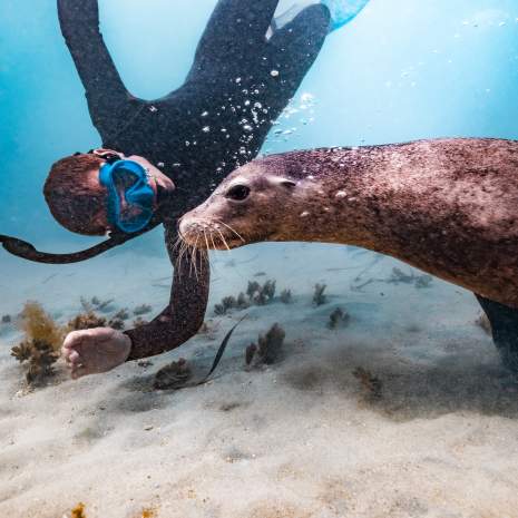 Man snorkels with a sealion in Rockingham