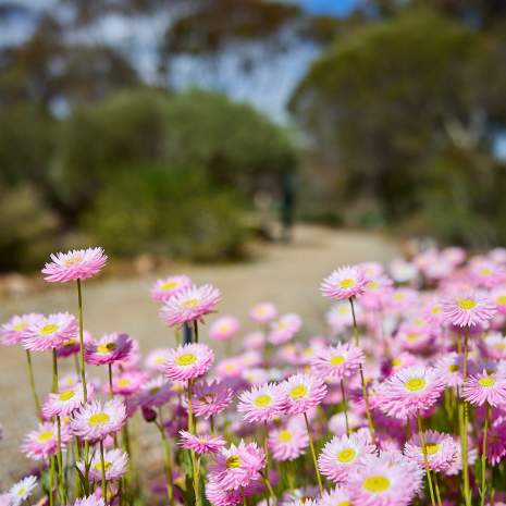 Everlasting Wildflowers Walking Trail