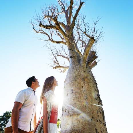 Boab Tree | Kings Park