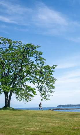 A person walking away from a big tree.