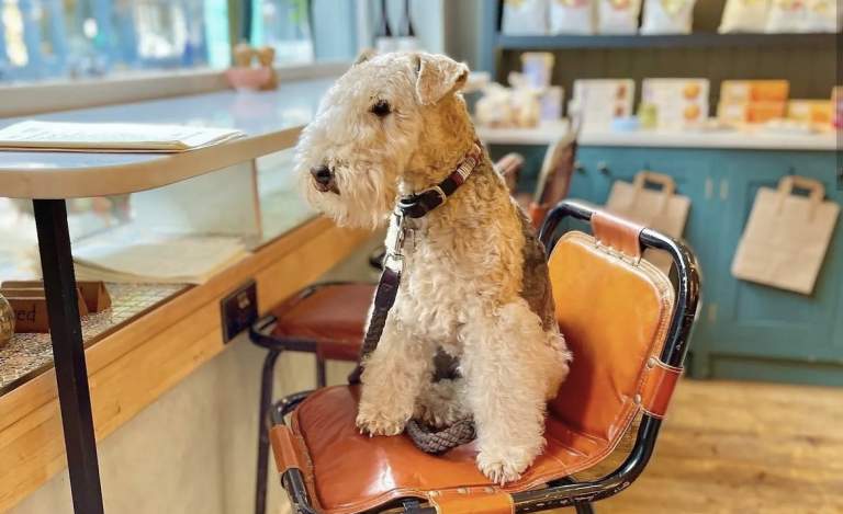 Dog sat inside Chaplais Kitchen in Cheltenham