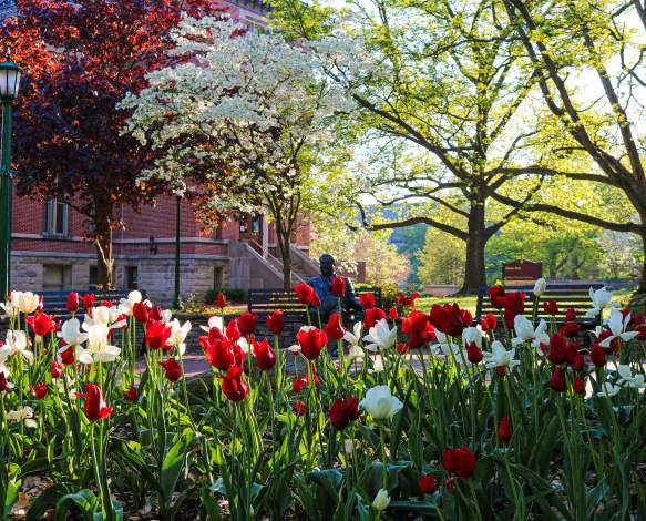Herman B Wells Statue behind a sea of tulips in Bloomington, IN