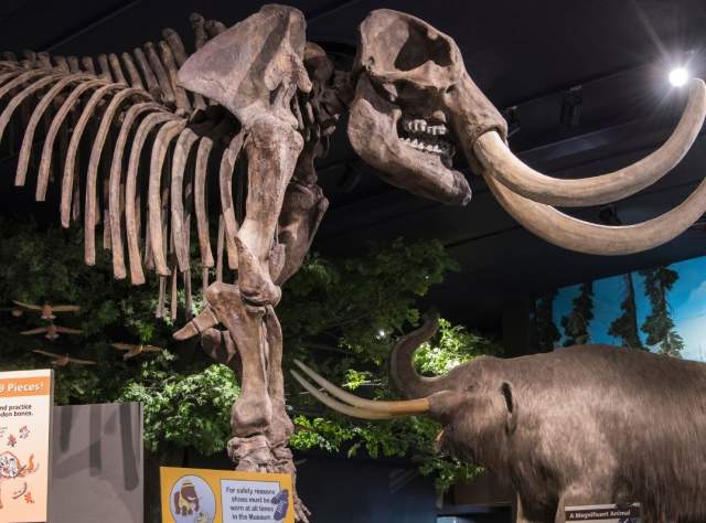 Rochester Museum & Science Center page