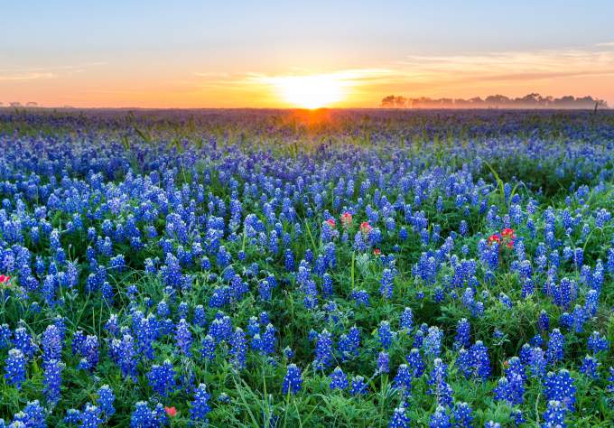 Sunrise over a field of bluebonnet flowers near austin texas