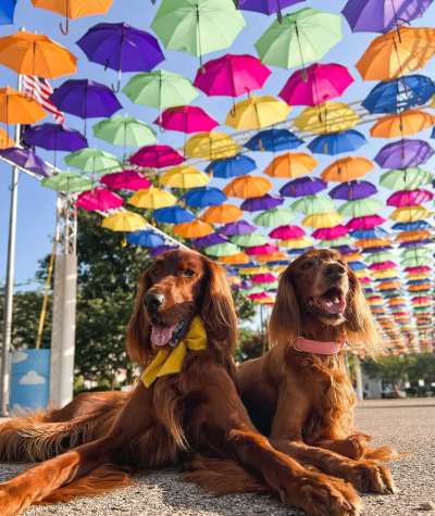 Two dogs laying under the Umbrella Project on the Batesville Area Arts Council Community Art Walk