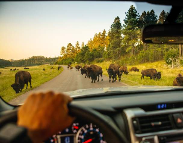view outside of a vehicle with bison on the road in custer state park in south dakota