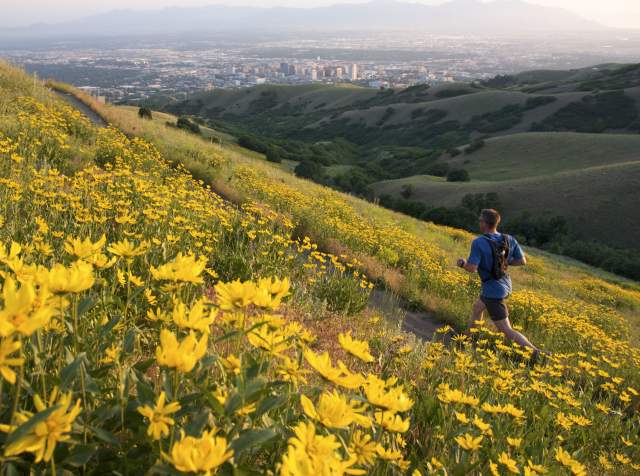 Field of yellow flowers with Salt Lake City in the background and a man is running along a trail