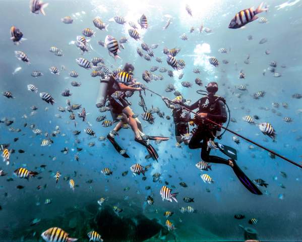 scuba divers underwater, surrounded by fish
