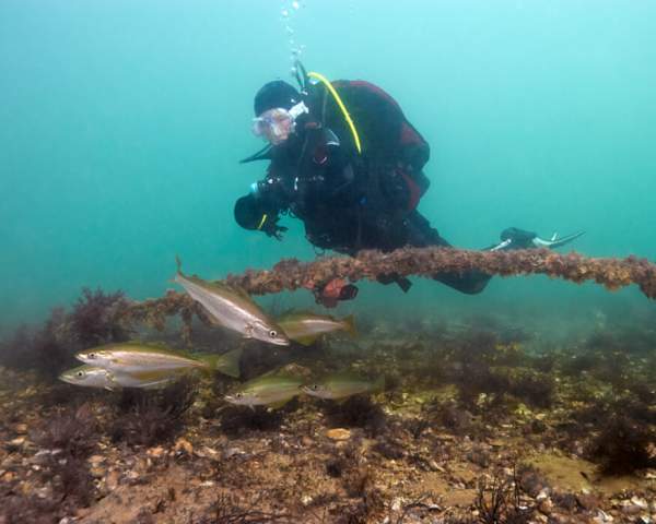 A diver underwater