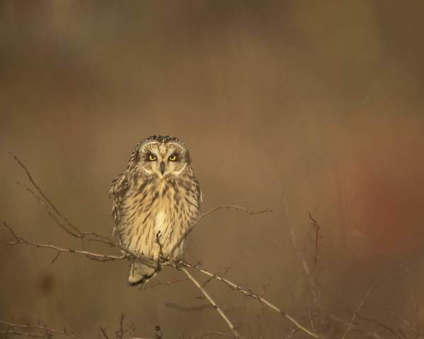 Short Eared Owl at RSPB nature reserve