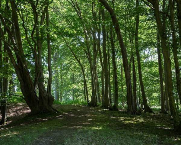 Forest Bathing, The Spread Eagle Hotel