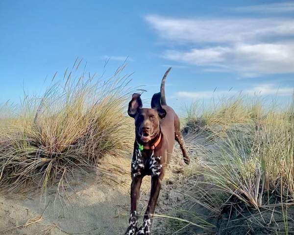 Dog running in sand dunes at West Wittering beach