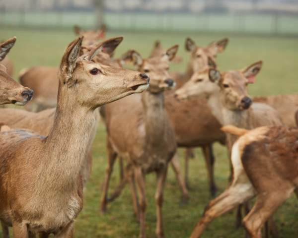 Deer at Sky Park Farm