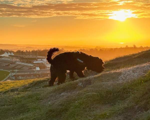 Dog on Trundle