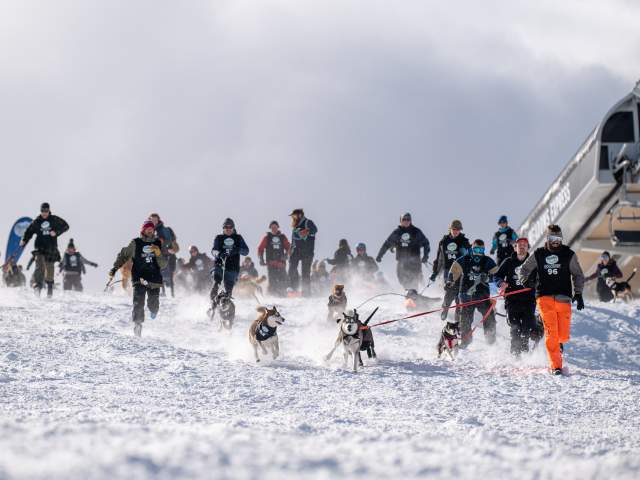 Dog Derby Coronet Peak