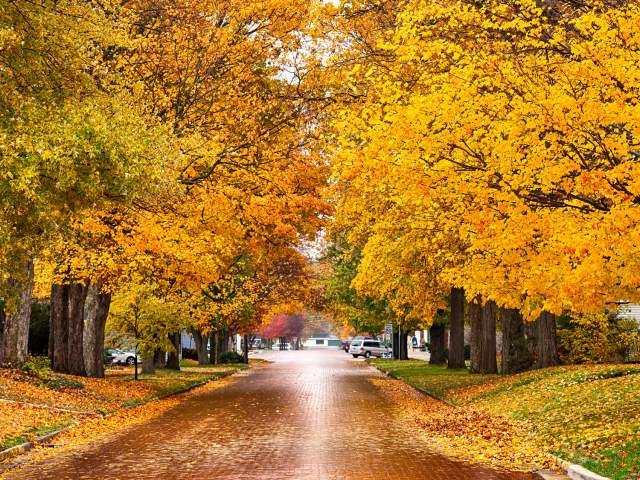 Autumn Leaves in Kosciusko County