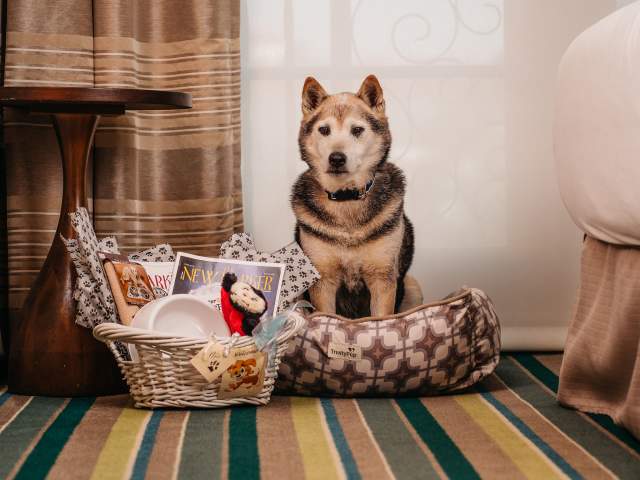 Dog welcome basket at The Alfond Inn