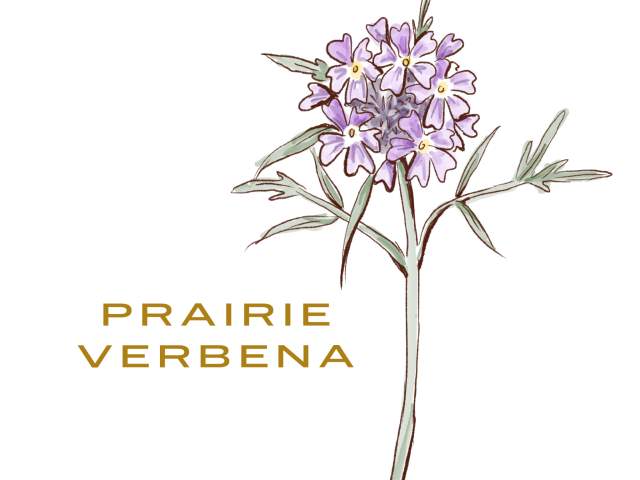 Prairie Verbena