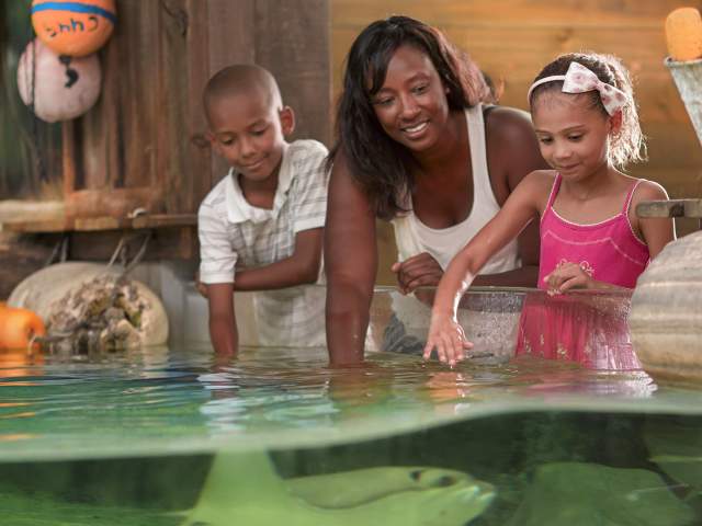 Mom and kids petting stingrays at the zoo