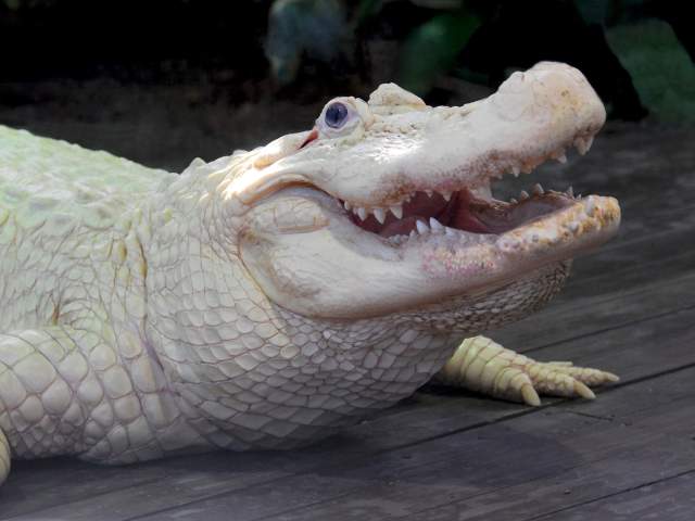 Orlando Explorer Pass by Smart Destinations, albino allgator at Gatorland