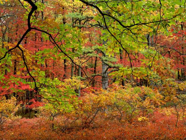 Vibrant red, orange, yellow and green trees at Kings Gap in the Fall