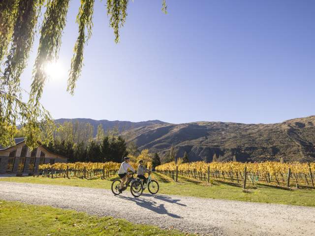 A man and woman biking in Kinross Winery, Gibbston with vines and mountains in the background