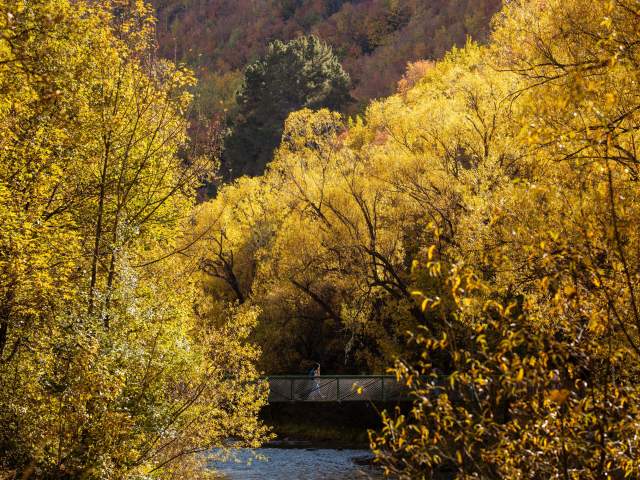 Person walking across bridge over a river surrounded by yellow trees