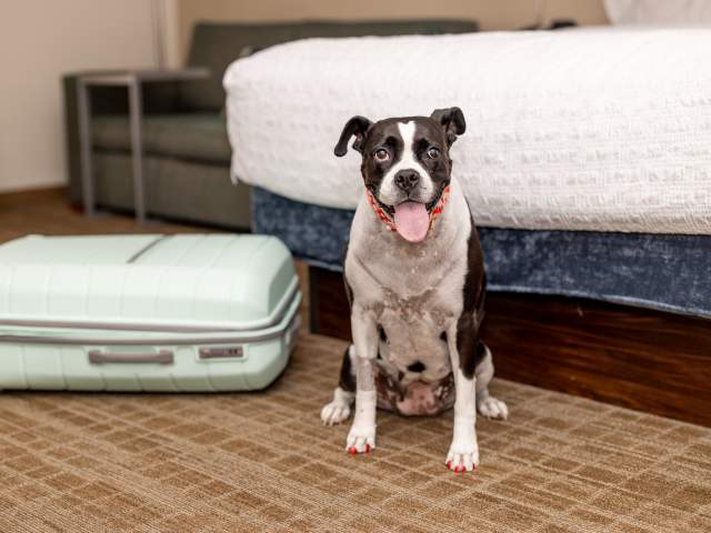 Dog Friendly Room at the Hampton Inn Scranton Montage