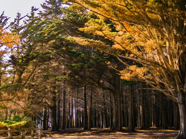 Cypress Tree Tunnel at Moss Beach, California