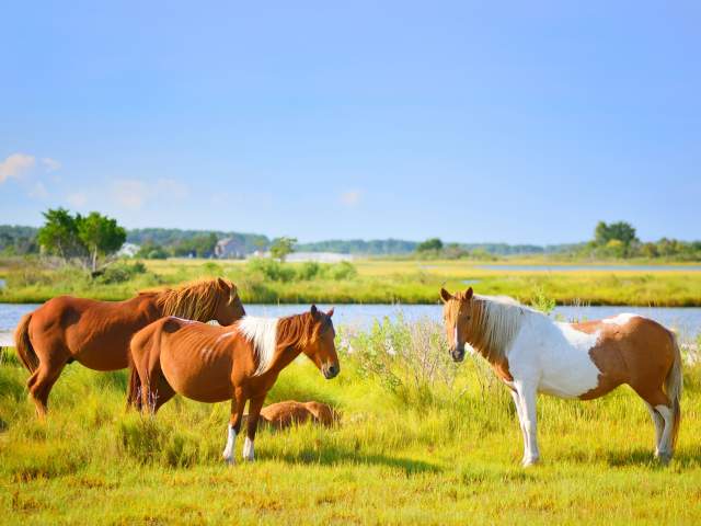 Assateague Island