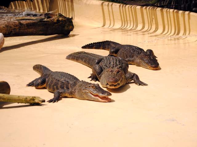 Fun Spot America gators