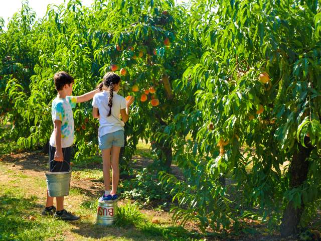 Bushs Fern View Farm Peach Picking