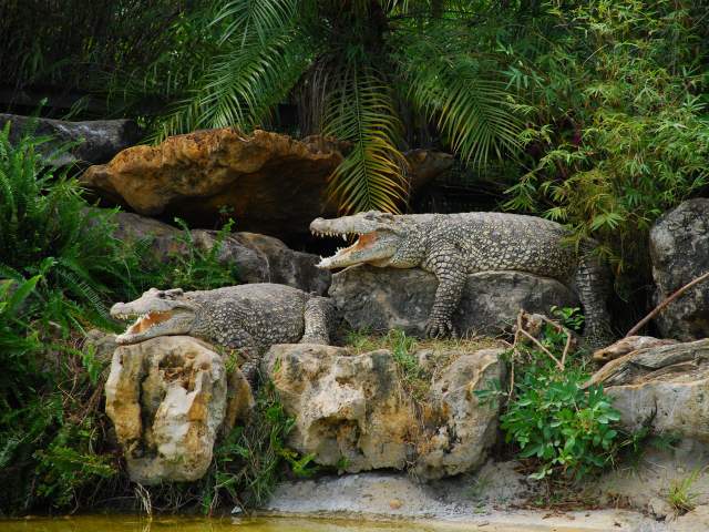 Gatorland American crocodiles on the shore