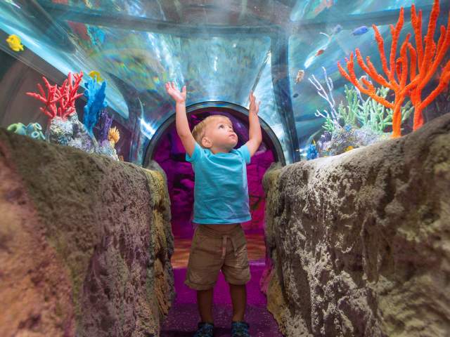 SEA LIFE Orlando Aquarium little boy with hands raised