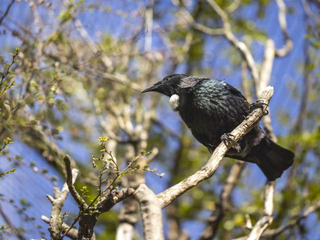 A close up of a Tūī , New Zealand native bird