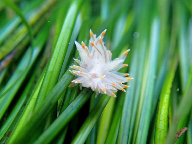 White nudibranch with orange tips floats on top of sea grass in a tide pool.