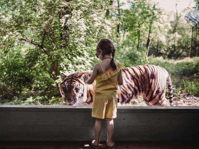 Girl at Zoo with Tiger