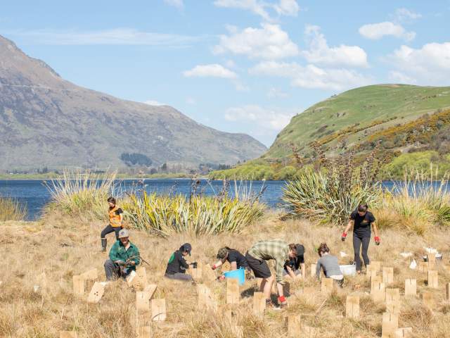 Group of volunteers planting at Lake Hayes