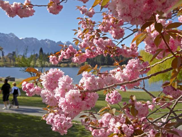 Cherry blossoms in bloom with the Remarkables mountain range in the background