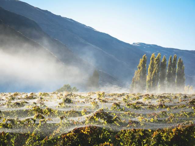 Gibbston Valley Winery