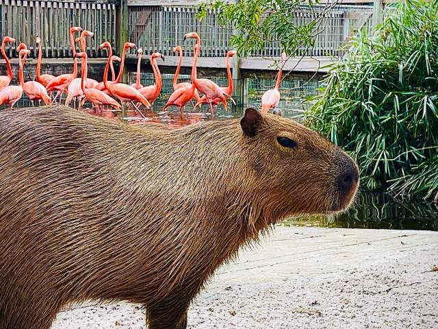 A capybara on flamingo island at Gatorland Orlando