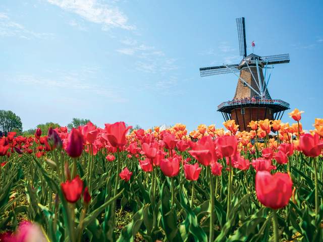 Tulip Time at Windmill Island Gardens