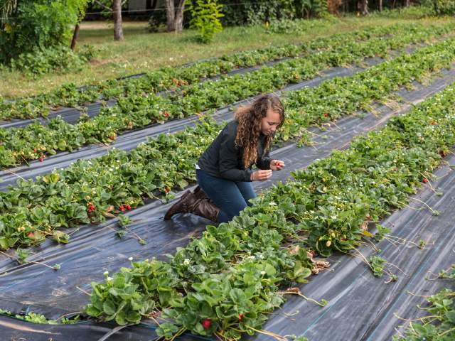 Strawberry Picking at Upriver Organics Farm by Joni Kabana