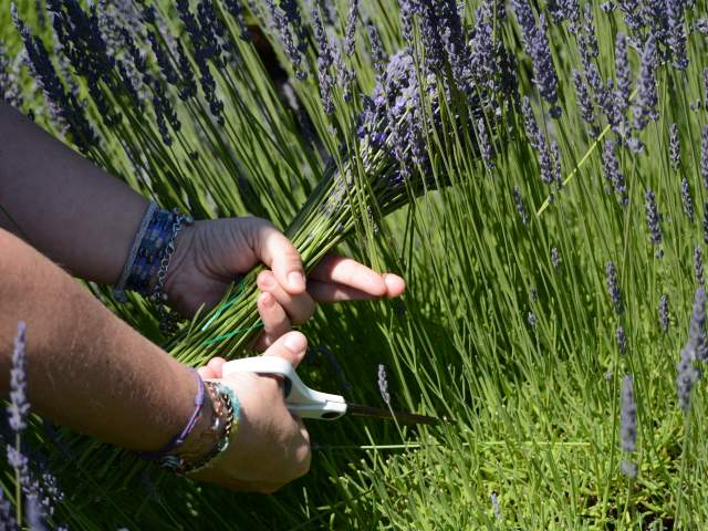 McKenzie River Lavender Bloom Festival