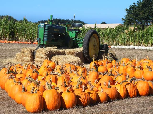 Pumpkins at Farmer John's Farm