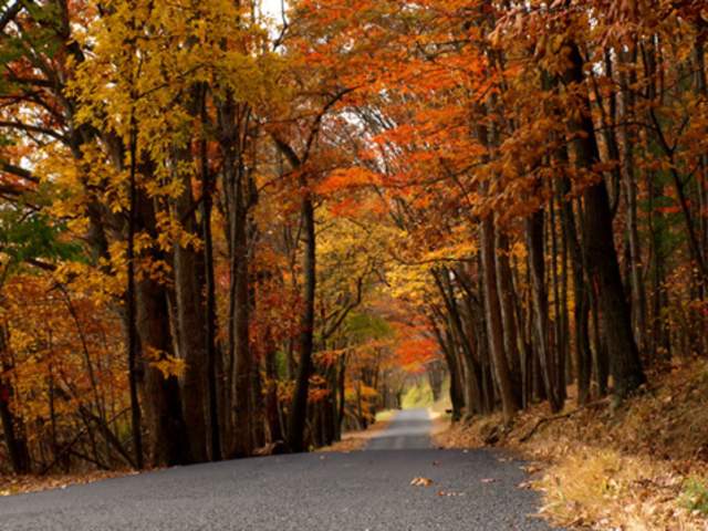 Fall foliage
